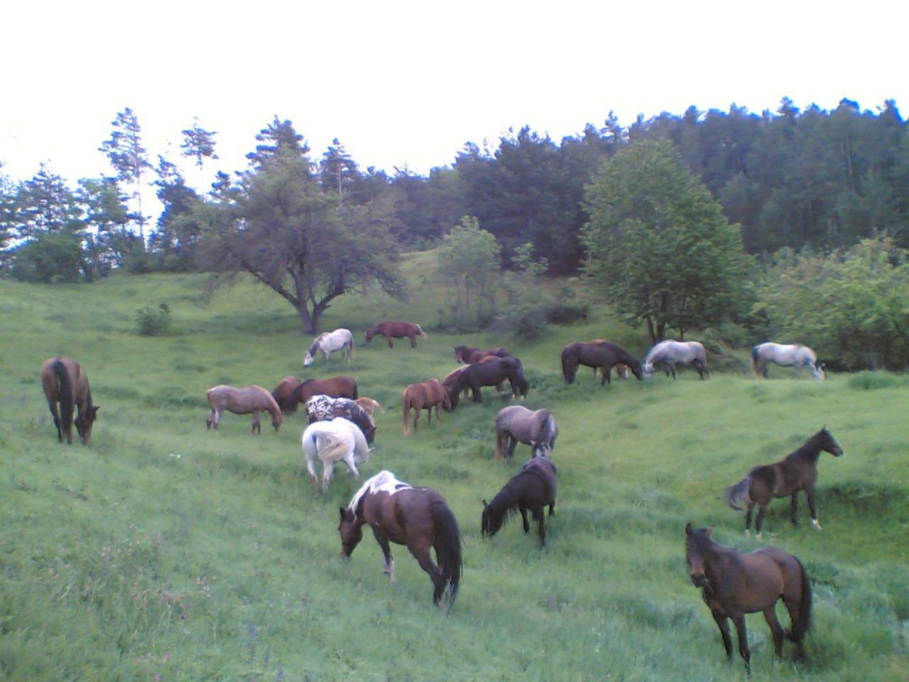Els Torrents Hotel Bellver De Cerdanya ภายนอก รูปภาพ